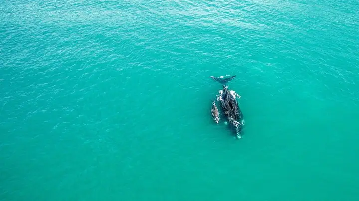 Baleia-franca e filhote vistos de cima, nadando em mar verde-esmeralda