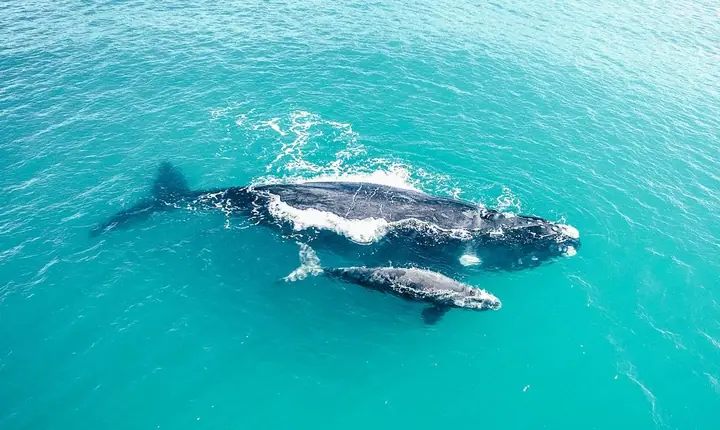 Baleia-franca nadando com o filhote em mar azul-turquesa, vista por drone